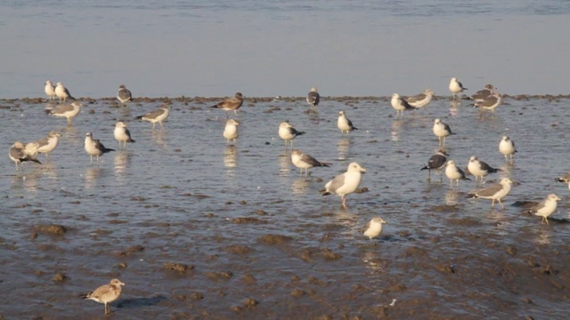 黑尾鸥(Larus crassirostris)和泥滩鸥群视频素材