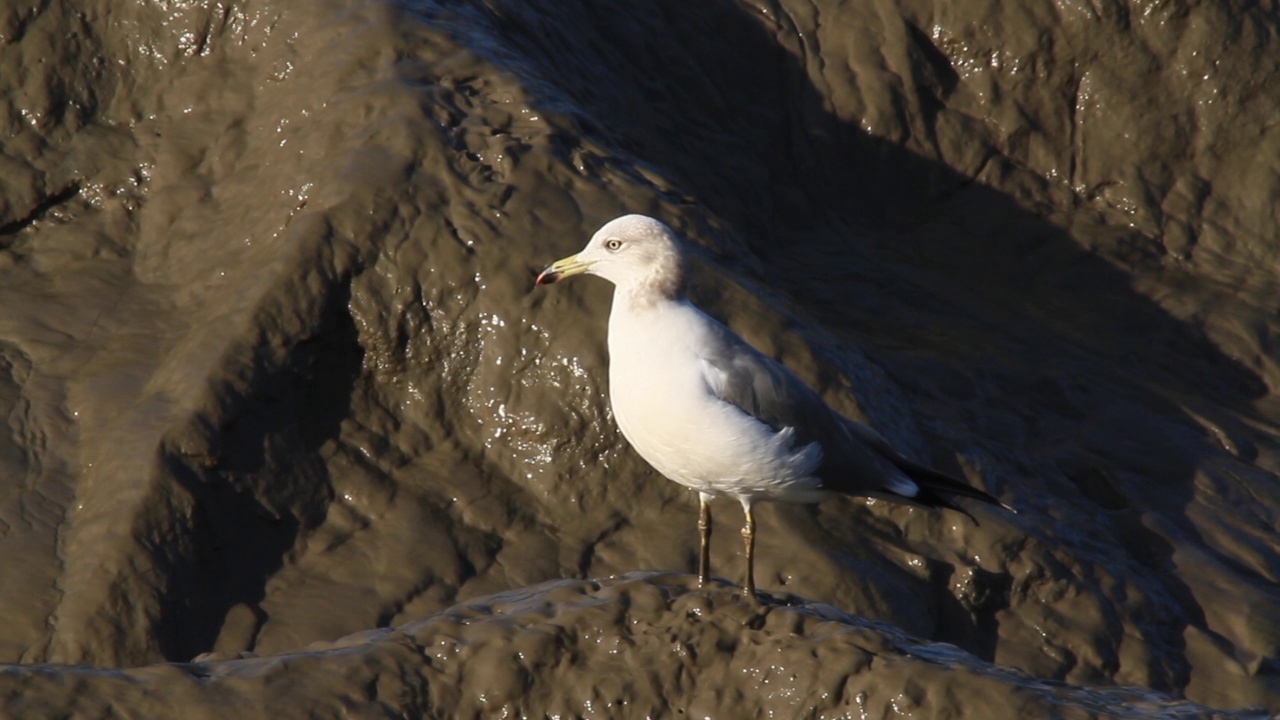 泥滩上的厚尾Larus crassirostris(黑尾鸥)视频素材