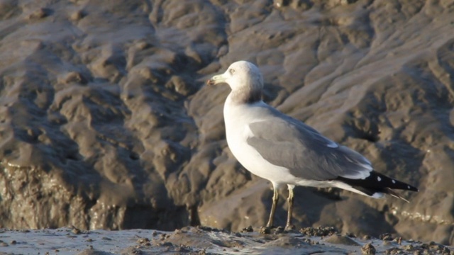 泥滩上的厚尾Larus crassirostris(黑尾鸥)视频素材