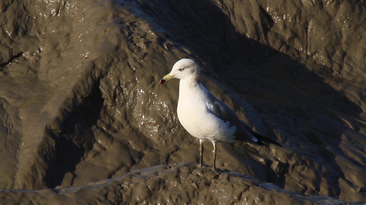 泥滩上的厚尾Larus crassirostris(黑尾鸥)视频素材