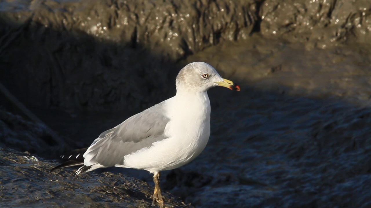 泥滩上的厚尾Larus crassirostris(黑尾鸥)视频素材