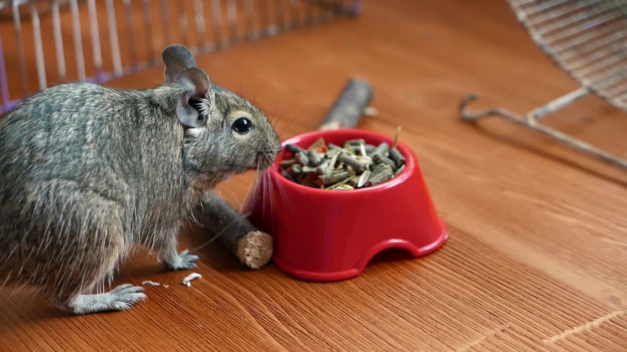 八齿鼠吃红碗里的食物视频下载