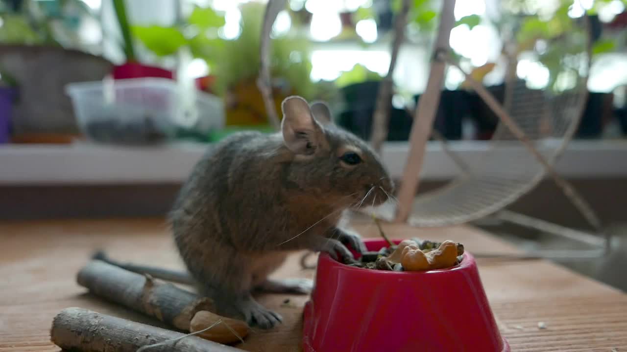 八齿鼠吃红碗里的食物视频素材