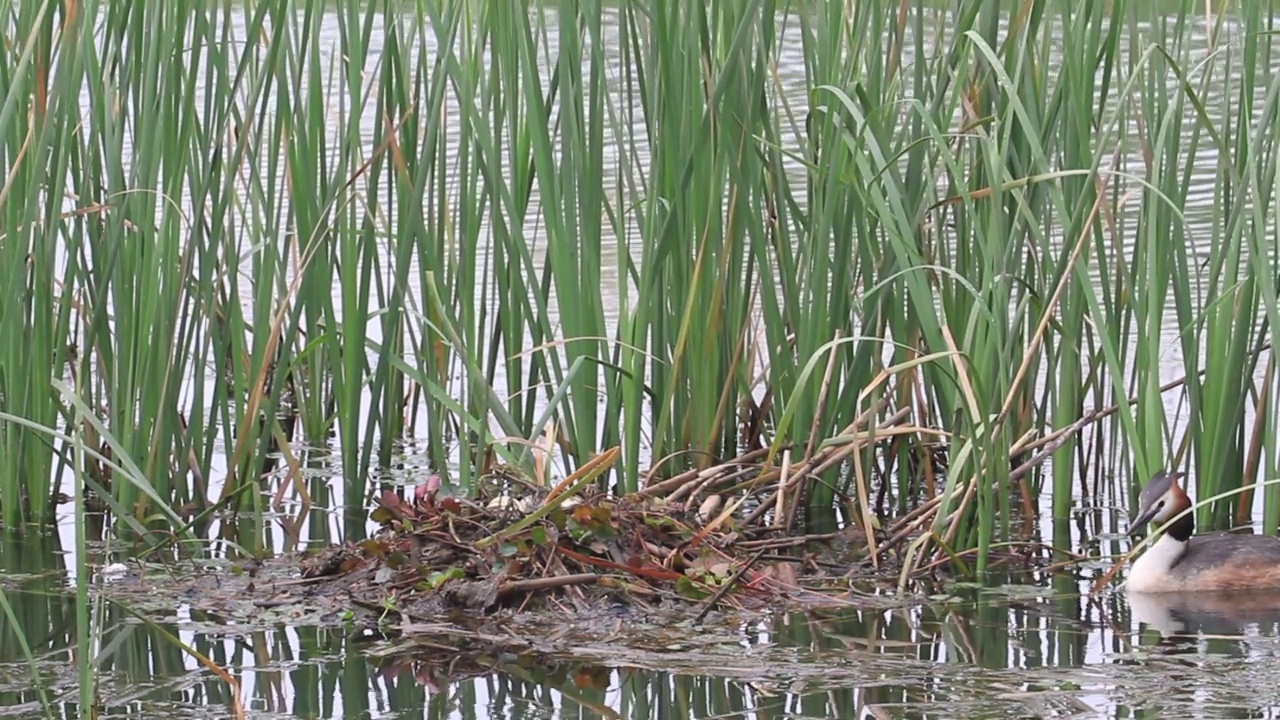 凤头鸊鸱(Podiceps cristatus)，在湖中筑巢视频素材