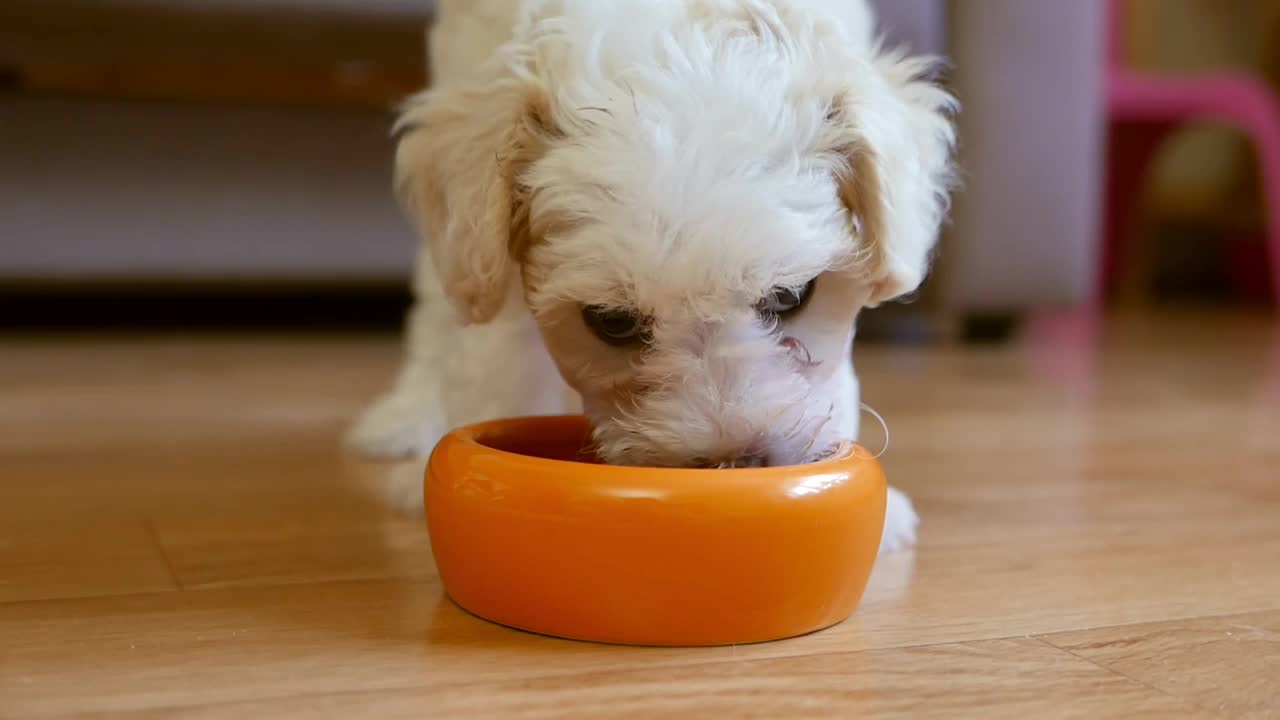 狗从橙色的碗里吃宠物食品视频素材