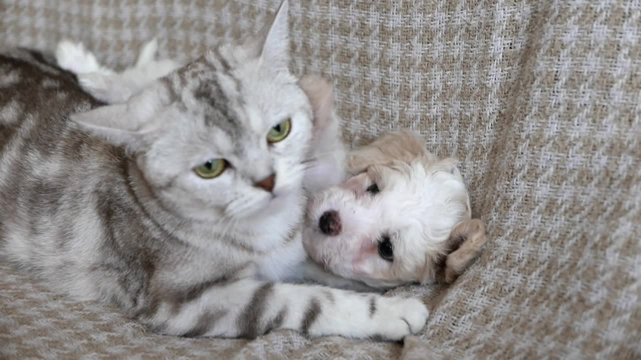 两个朋友-狗和猫一起玩视频素材