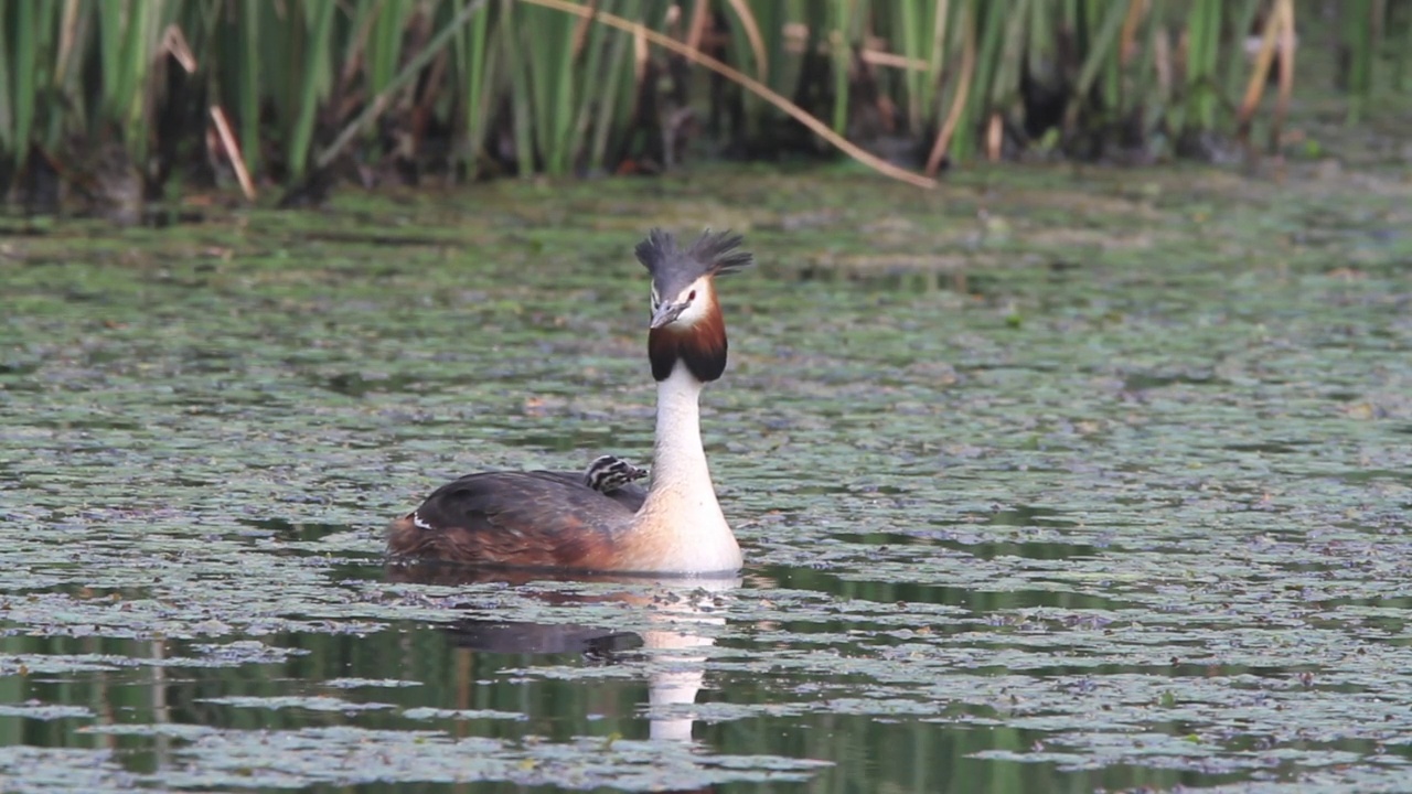 大冠鸊鷉(Podiceps cristatus)和它的宝宝在湖里视频素材