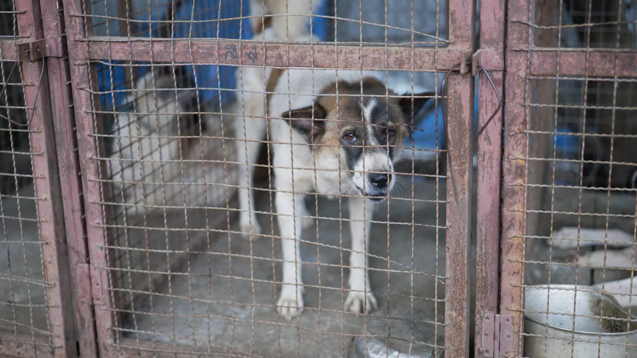 笼子里，泰国Bangkaew犬在吠叫视频素材