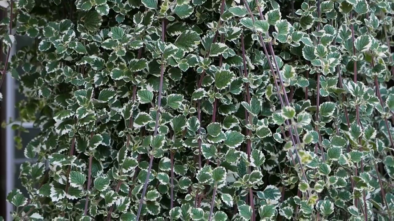 滑梯美丽的绿色装饰植物在花园视频素材