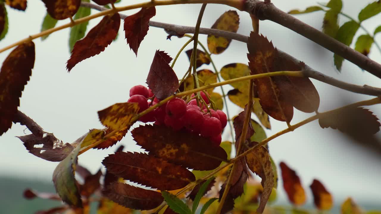 带着浆果的秋枝红蔷薇在雨中随风摇曳。秋季的天气。湿熟的阿什莓在秋天视频素材