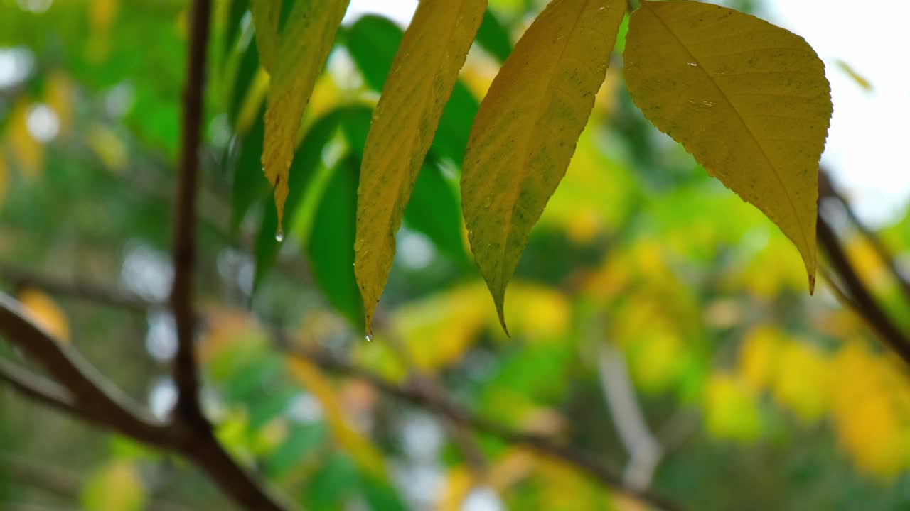 落在树叶上的冰雹和大雨靠近黄叶。秋天的森林或公园秋天的天气。自然季节背景视频素材