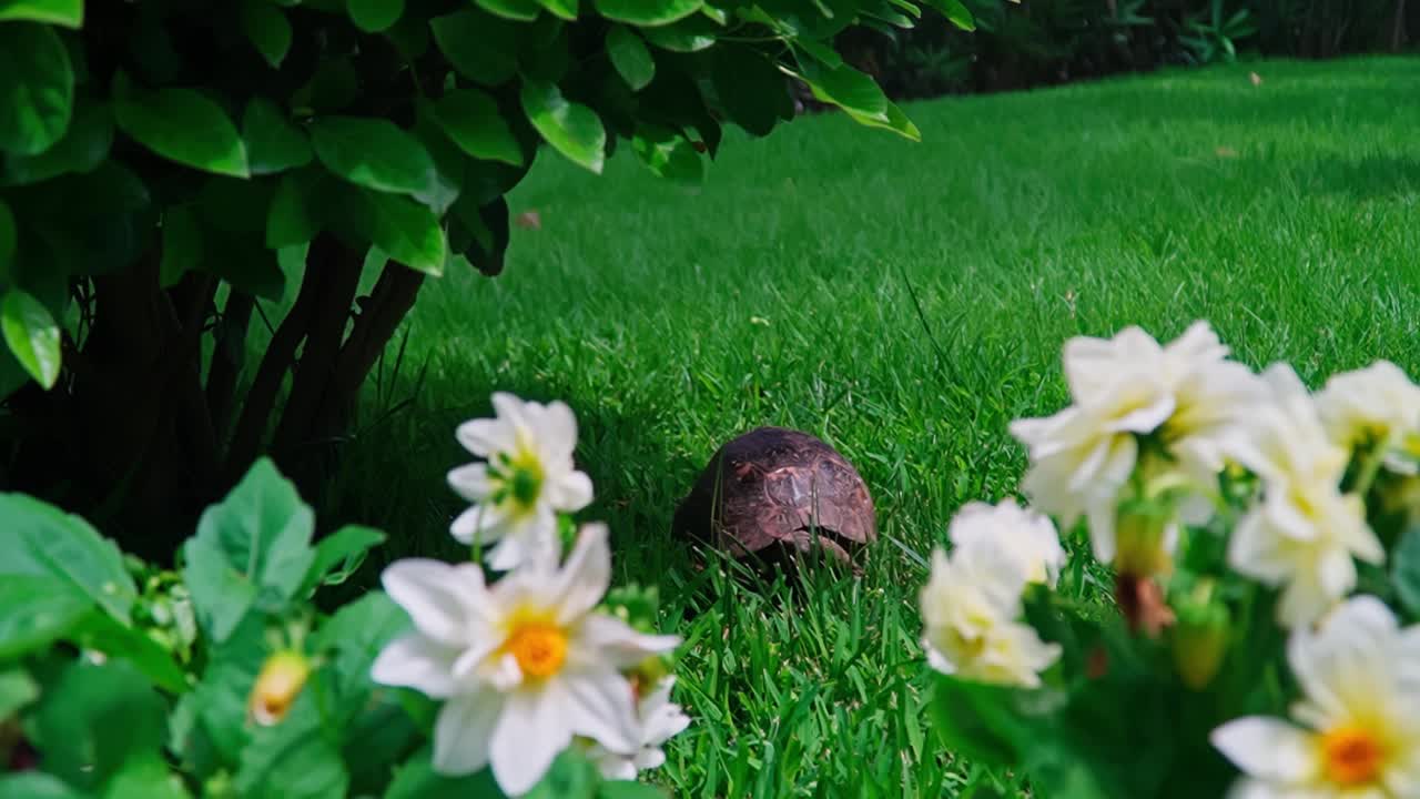 乌龟在花园里的花丛中爬行。视频下载