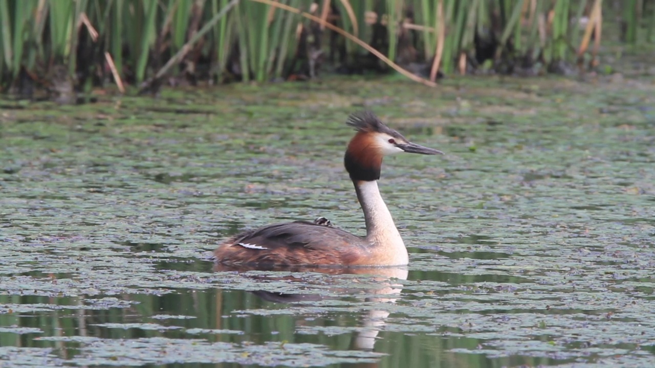 大冠鸊鷉(Podiceps cristatus)和它的宝宝在湖里视频素材