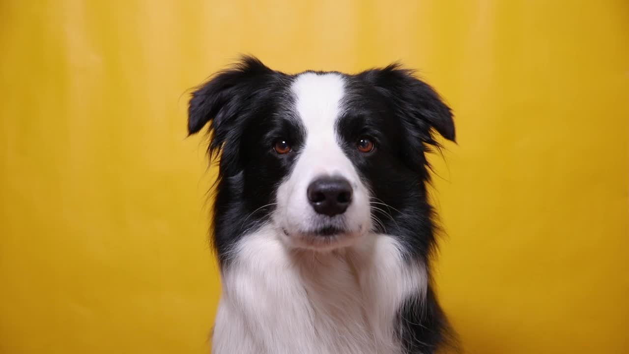 有趣的肖像可爱的小狗边境牧羊犬叫声孤立的黄色彩色背景。可爱的宠物狗。宠物动物生活理念视频素材