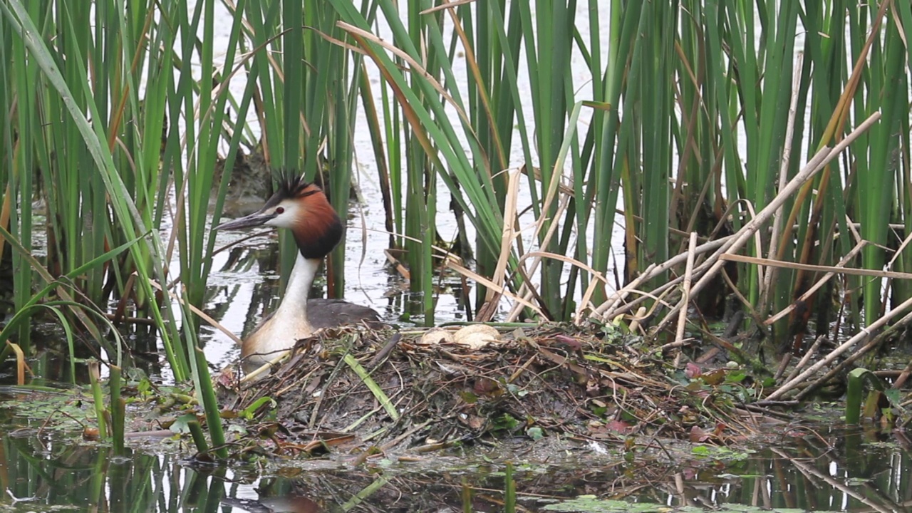 凤头鸊鸱(Podiceps cristatus)，在湖中筑巢视频素材