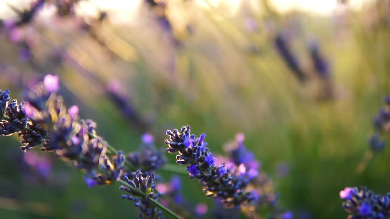 薰衣草花视频素材