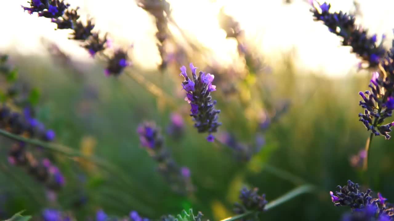 薰衣草花视频素材