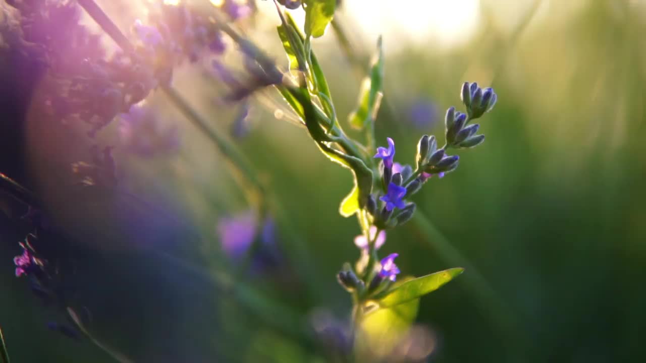 薰衣草花视频素材