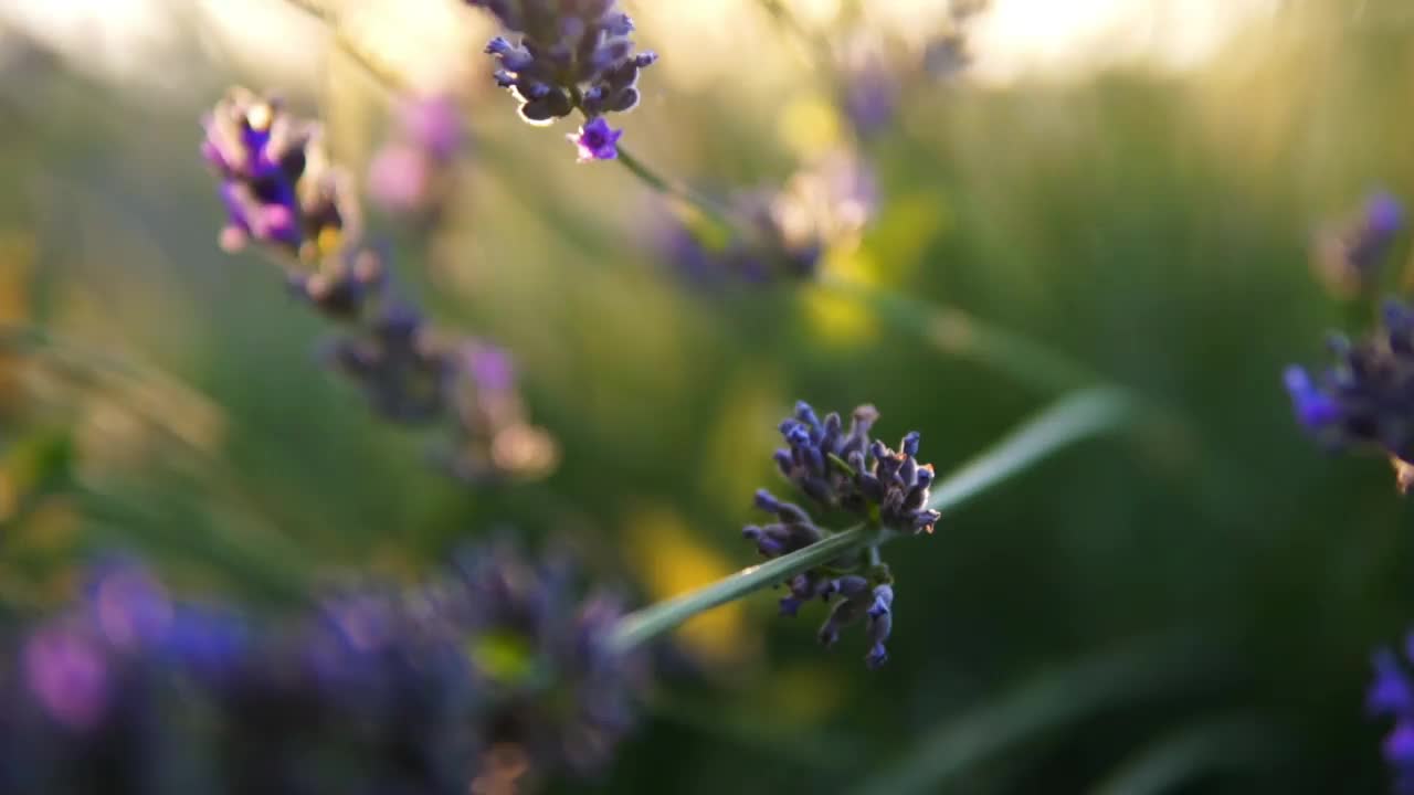 薰衣草花视频素材