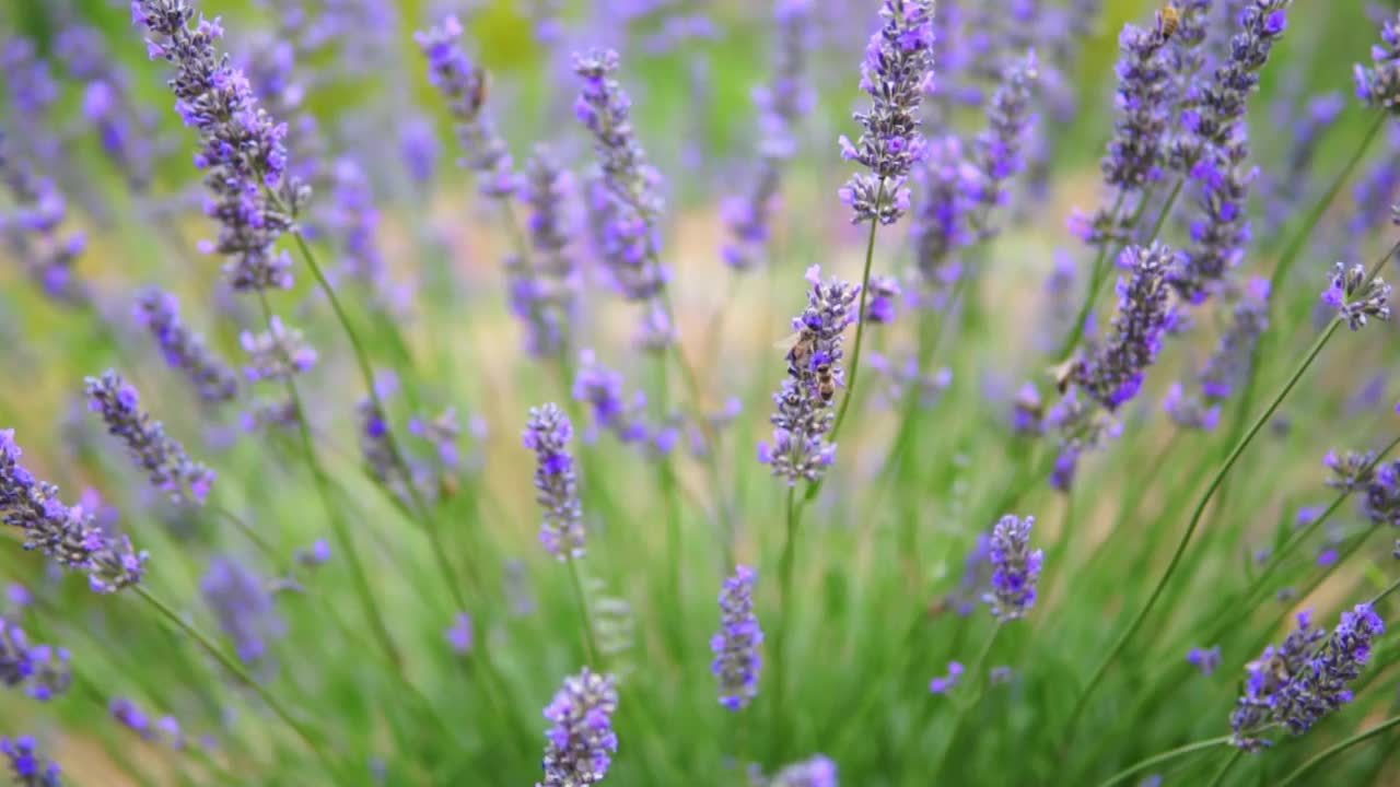 薰衣草花视频素材