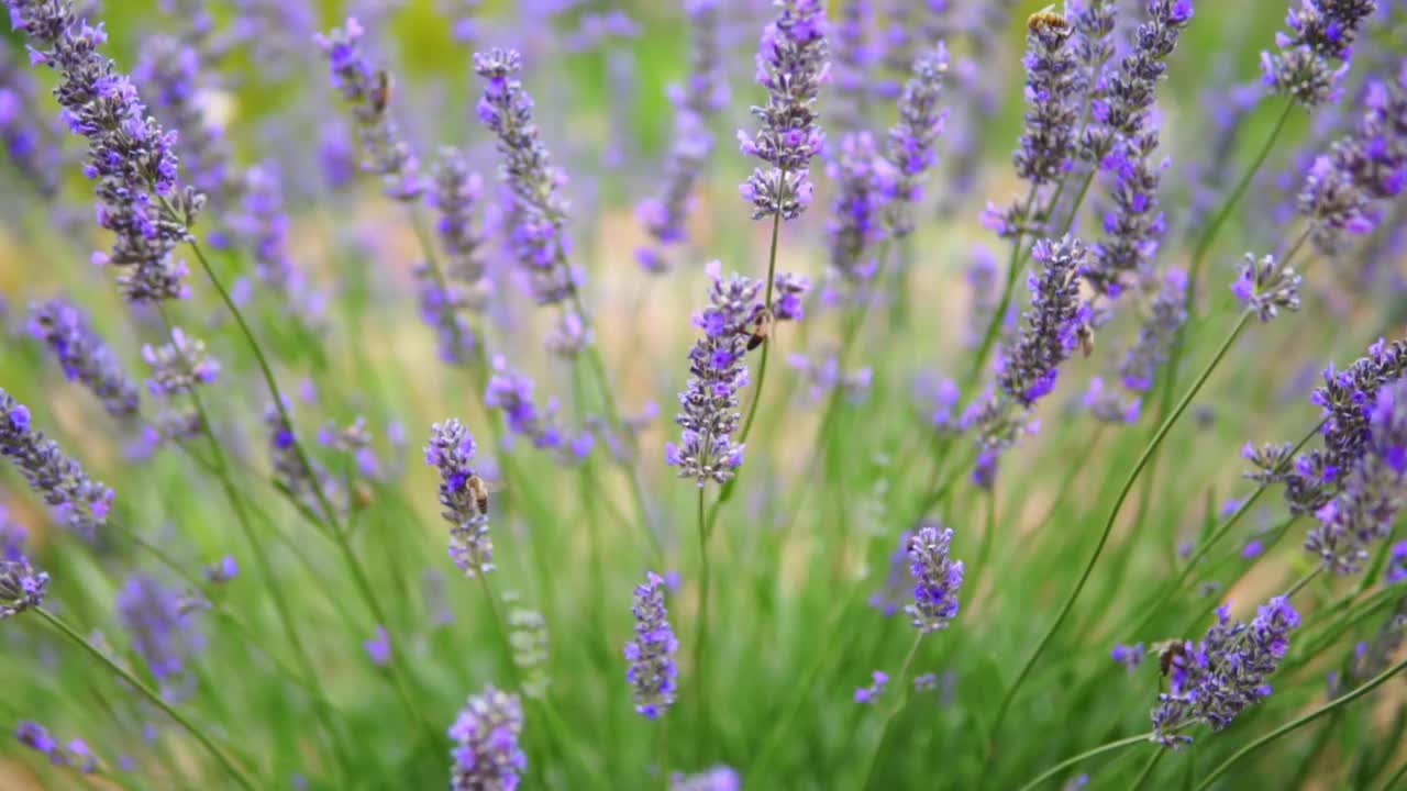 薰衣草花视频素材