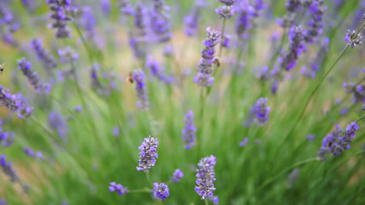 薰衣草花视频素材