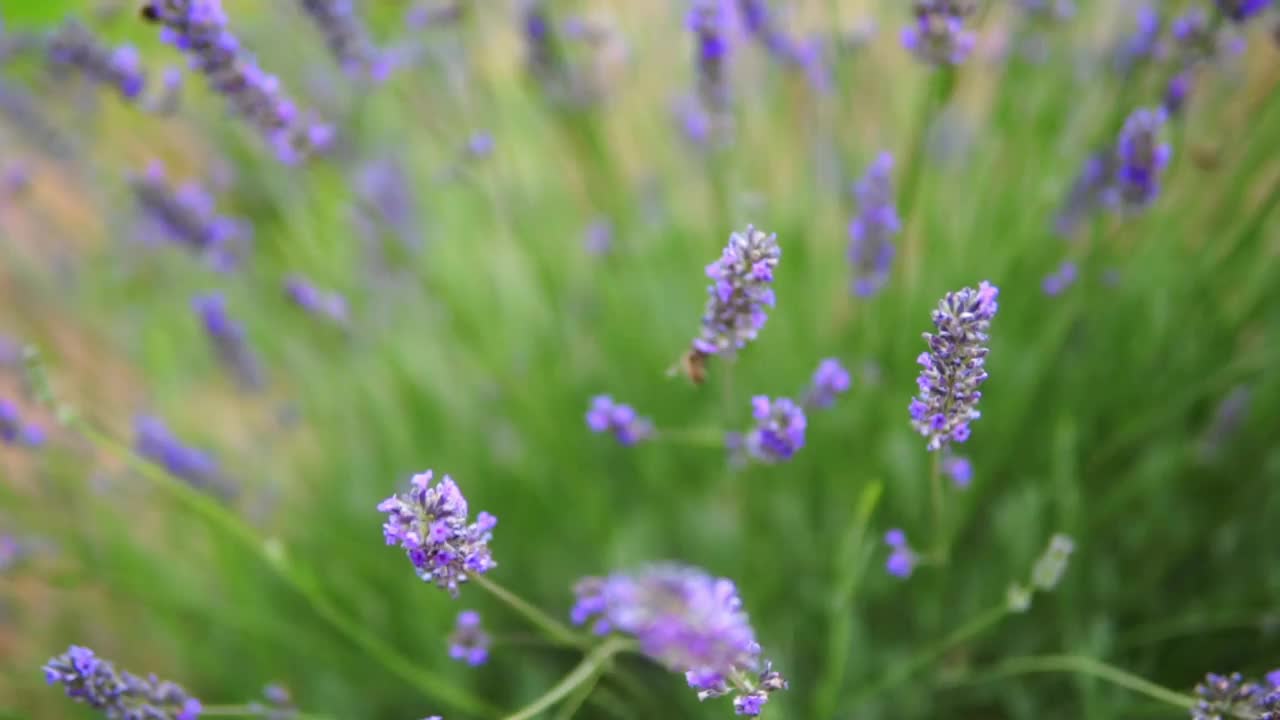 薰衣草花视频素材