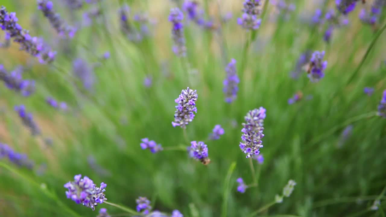 薰衣草花视频素材