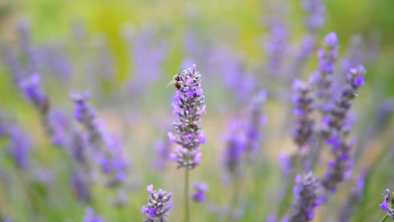 薰衣草花视频素材