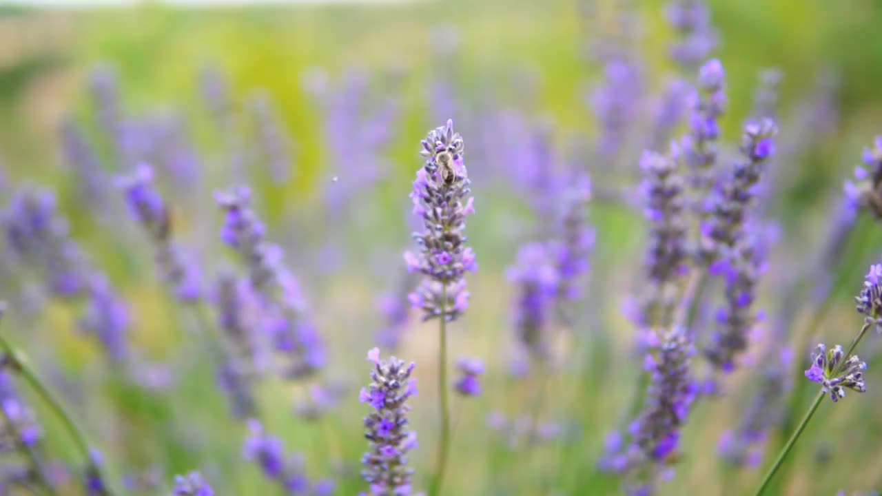 薰衣草花视频素材