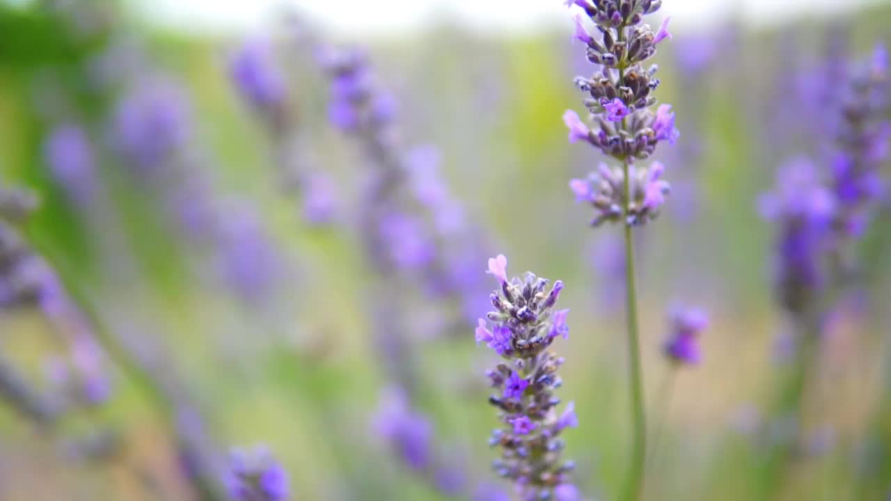 薰衣草花视频素材