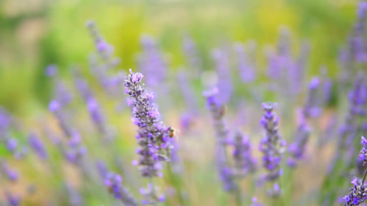 薰衣草花视频素材