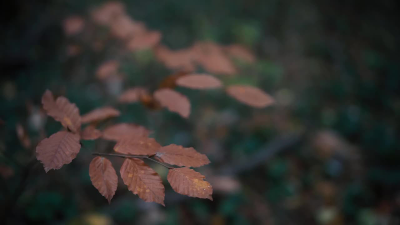 手持电影特写镜头的橙色秋叶在风中摇摆视频素材