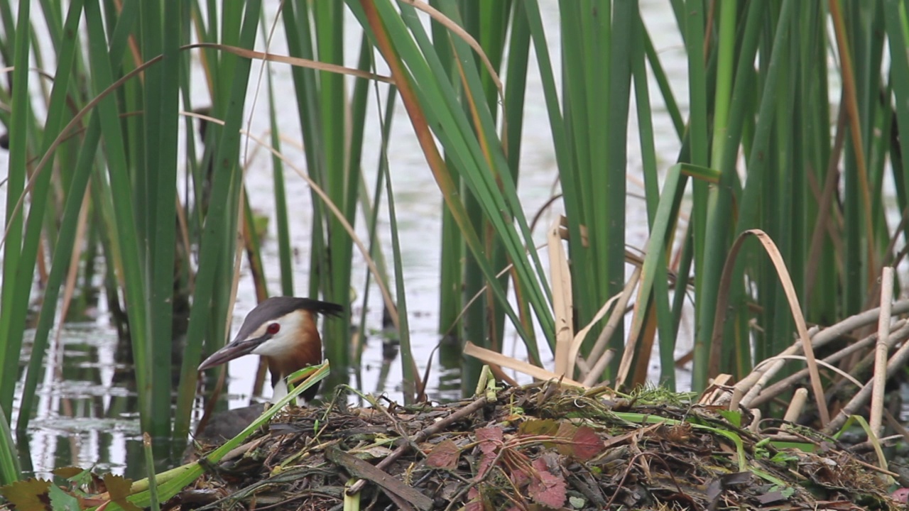 凤头鸊鸱(Podiceps cristatus)，在湖中筑巢视频素材