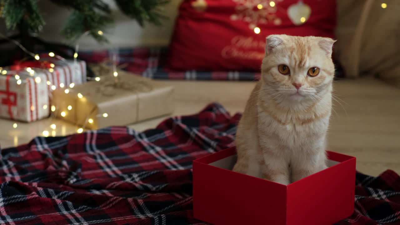 猫坐在礼品盒的背景上装饰着彩灯和礼物的圣诞树。可爱的猫品种苏格兰折叠看着相机。新年快乐视频素材