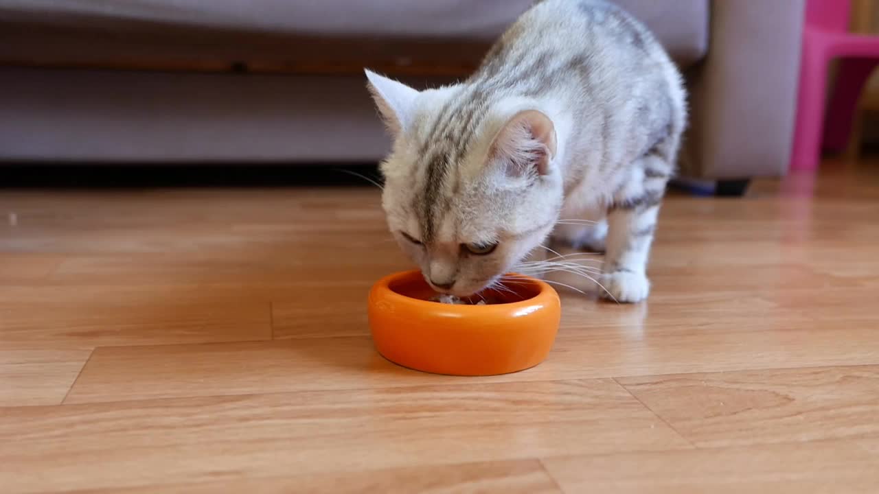 灰色的猫从橙色的碗里吃宠物食物视频下载