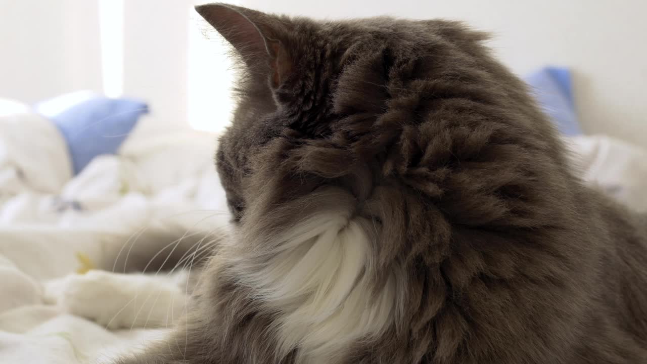 床上毛茸茸的灰猫的特写镜头。公寓里有只可爱的动物。猫的家庭生活理念。那只可爱的猫睡在女主人的床上视频素材
