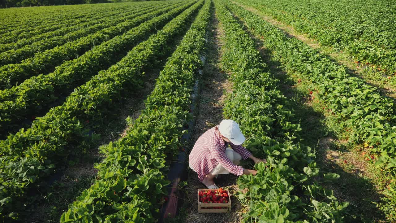 农妇在田里收割成熟的草莓视频素材