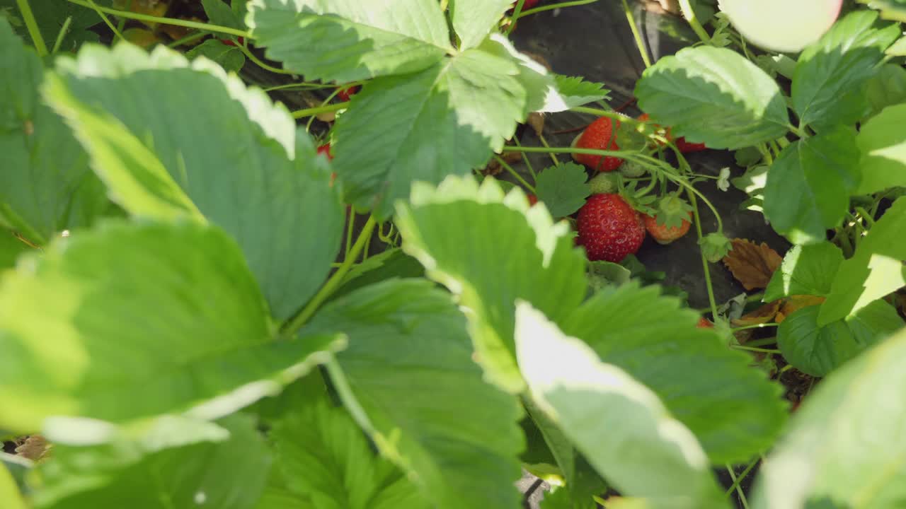 女人在田里收获草莓，手特写视频素材