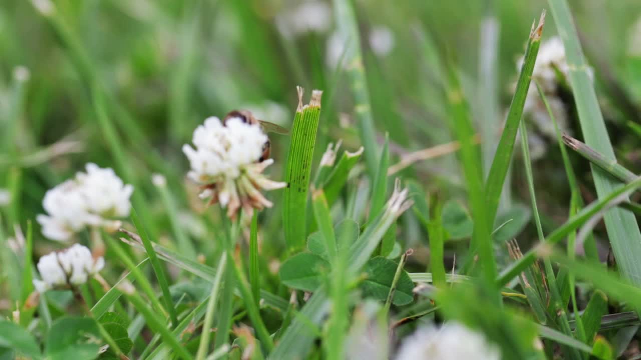 蜜蜂授粉的白色三叶草花生长在绿色的田野近距离。自然背景。景观,自然,夏天。视频素材