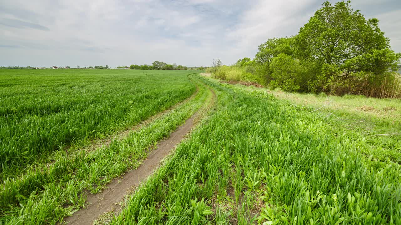 农村夏天的风景。绿色的麦田，蓝色的天空在农场。道路穿过绿色的草地。自然景观荒野4k延时。农业。郊外，休闲，空间风景。视频素材