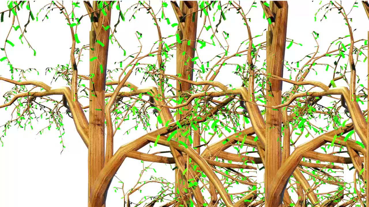 杉属植物三维绘制视频素材