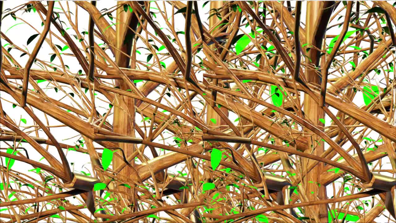 山地枫树植物学3D渲染视频素材