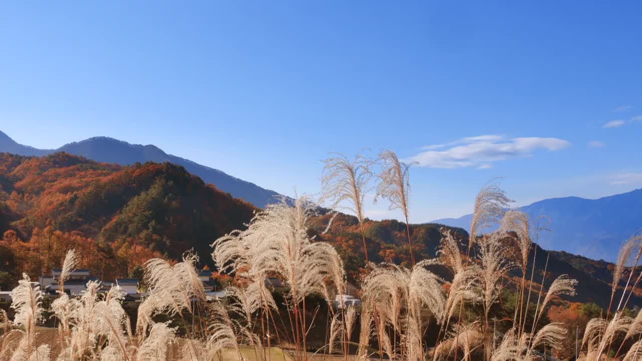 日本草原上的草和远处的山视频素材