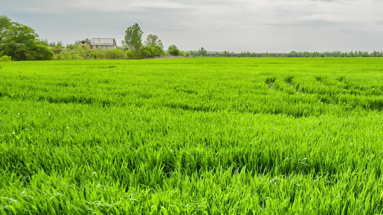 农村夏天的风景。绿色的麦田，蓝色的天空在农场。绿色的草地。自然景观荒野4k延时。农业。郊外户外，休闲天气，空间风景。视频素材