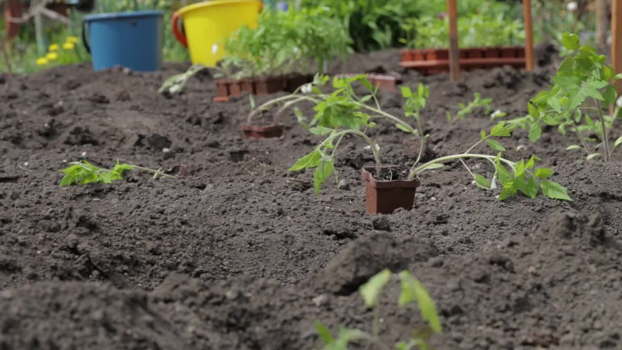 种植幼苗蔬菜栽培番茄手地。有机培育天然产品。农业。农村季节处理土壤。在农场田里工作的妇女农民。视频素材