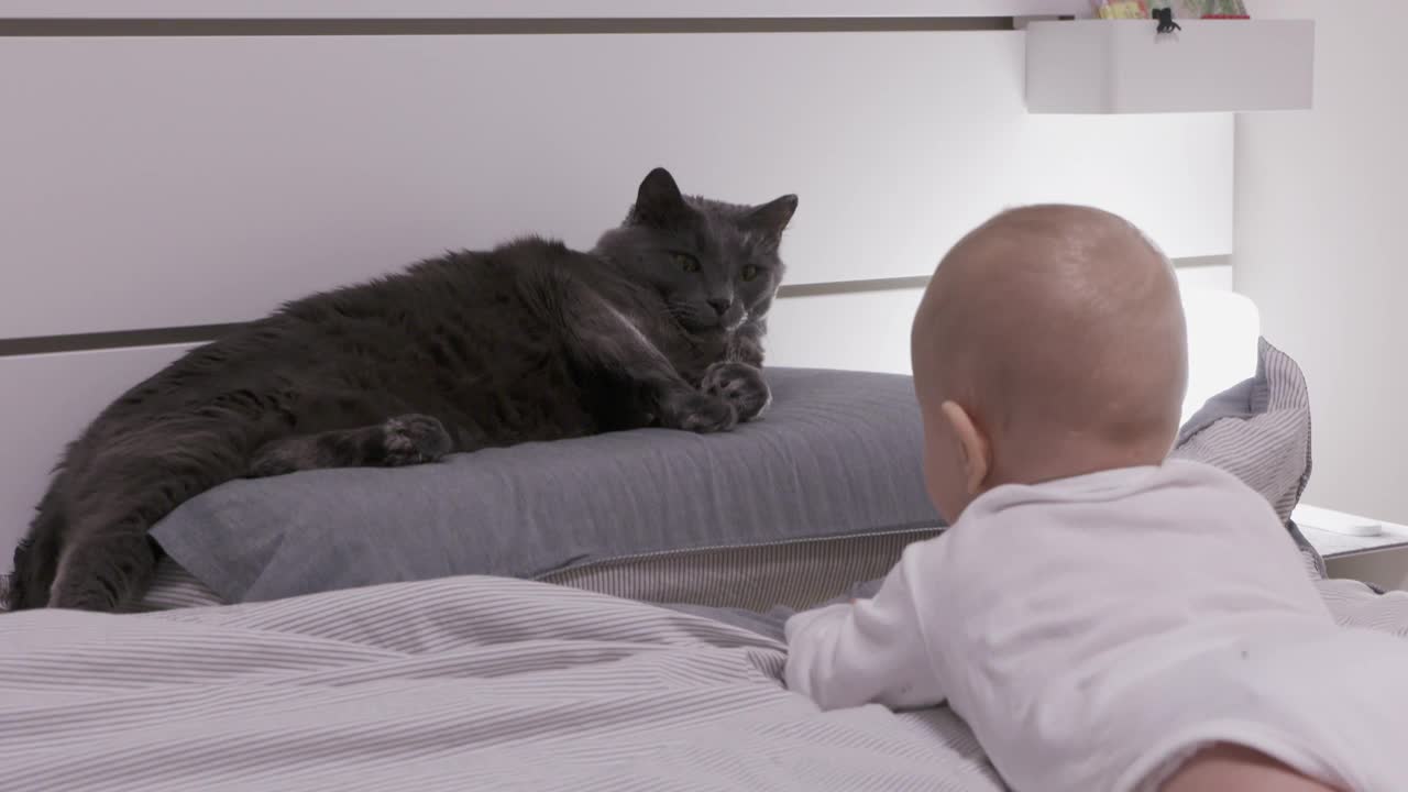 小男孩试图和猫玩，警觉的成年猫躺在床上看着孩子。视频素材