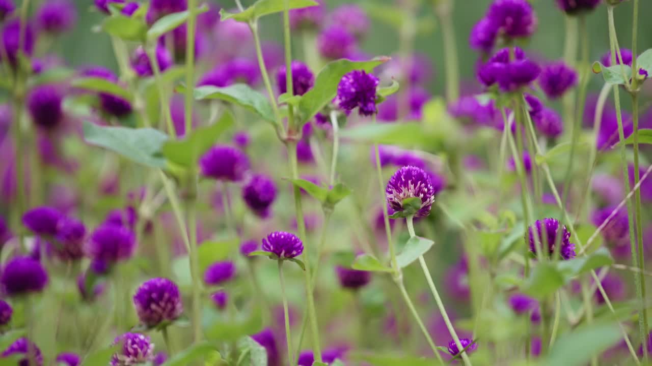 花园里美丽的紫色三叶草视频素材