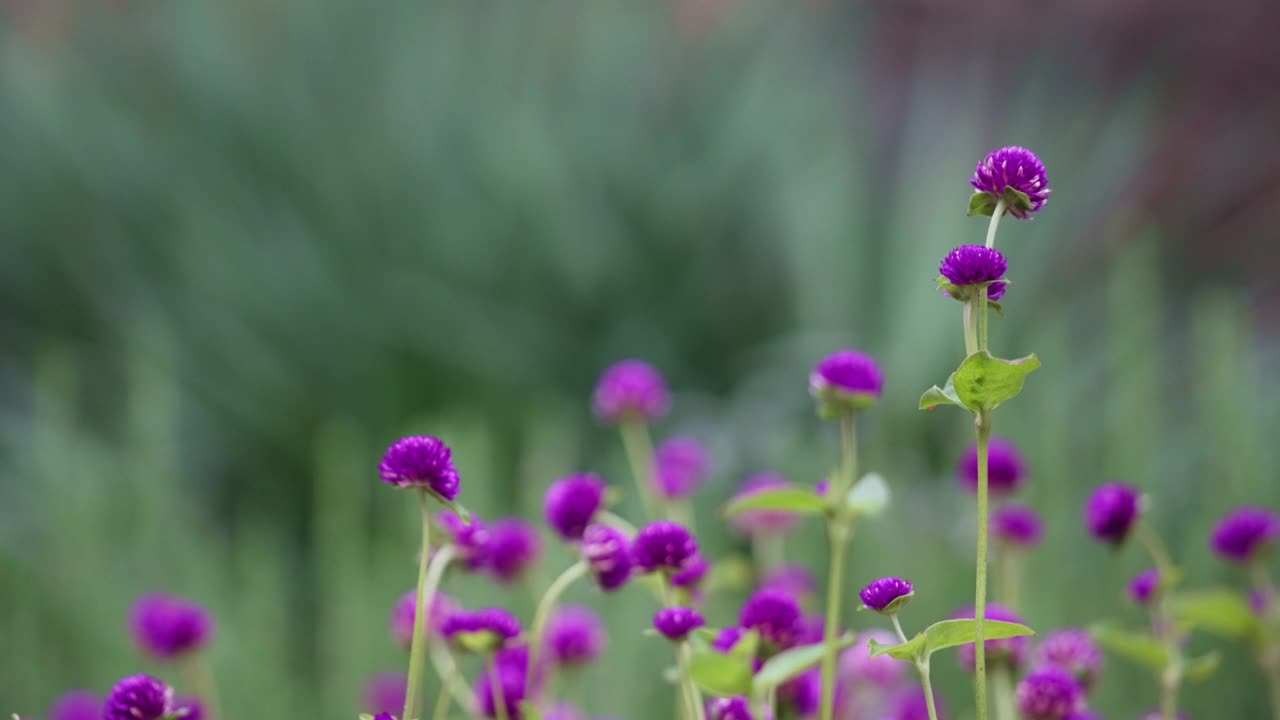 花园里紫色的三叶草的特写视频素材