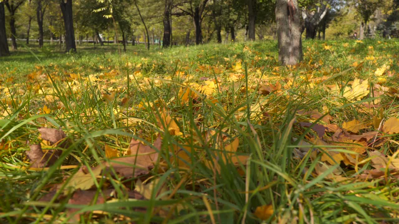 落在绿草中的黄叶。视频素材